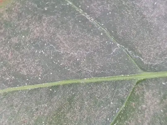 Close-up of leaf