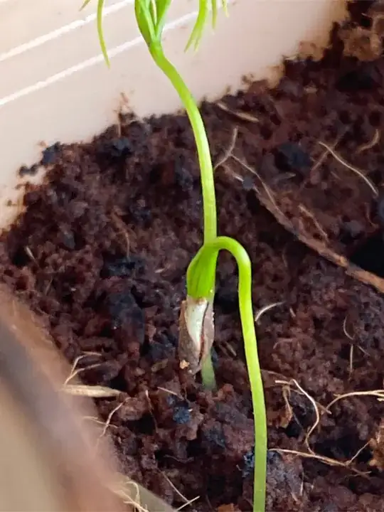the seedling is attempting to grow