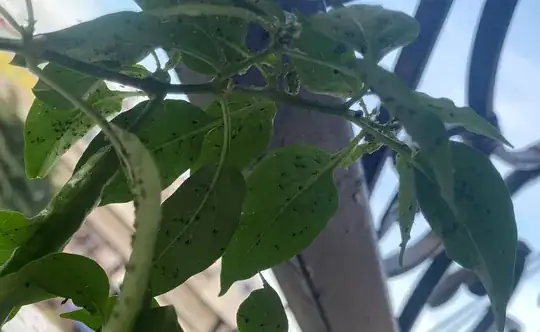 Plenty of them under leaves