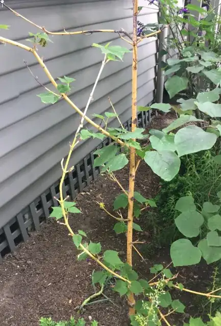 Picture of a Black Krim tomato plant showing the mentioned suckering and new stem growth.