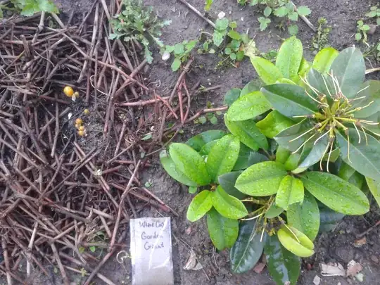 Part of the mushroom bed and the sprouts