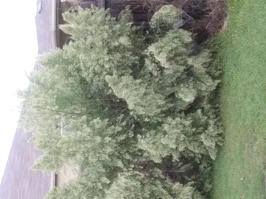 Example of leaf damage on new arrived areca palm