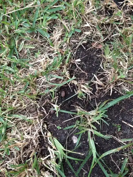 The plant in general appears alright.