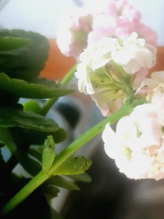 Plant with small insects on stems and leaves