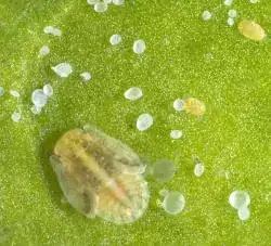 tomato potato psyllid nymph with wings