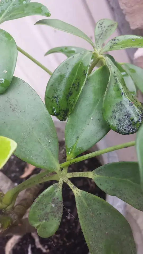 close-ups of schefflera spotting