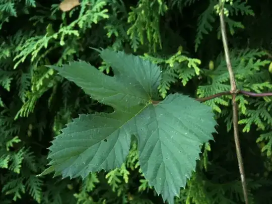 leaves