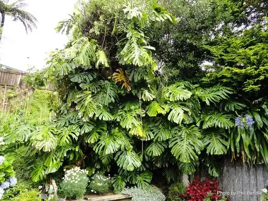 Monstera deliciosa courtesy of http://www.terrain.net.nz/friends-of-te-henui-group/weeds/fruit-salad-plant-monstera-deliciosa.html