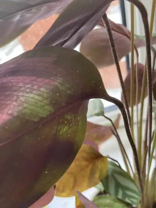 successful graft example