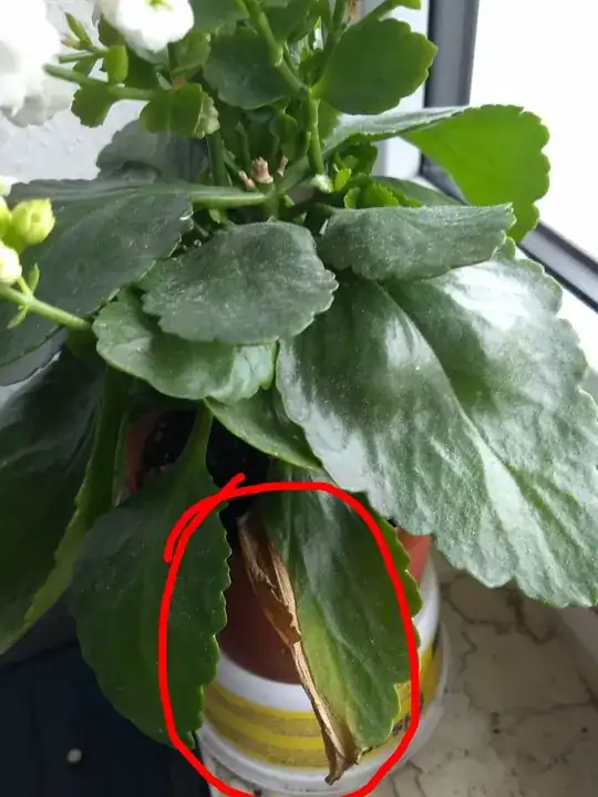 The first leaf which had started turning yellow a couple of weeks back