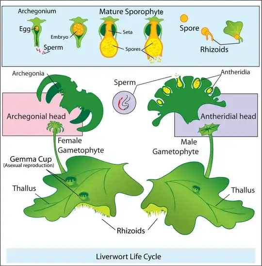Life cycle of a Marchantia-like liverwort