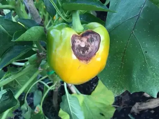 Bell pepper with rotten spot.