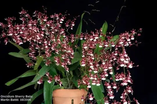 Oncidium Sherry Baby