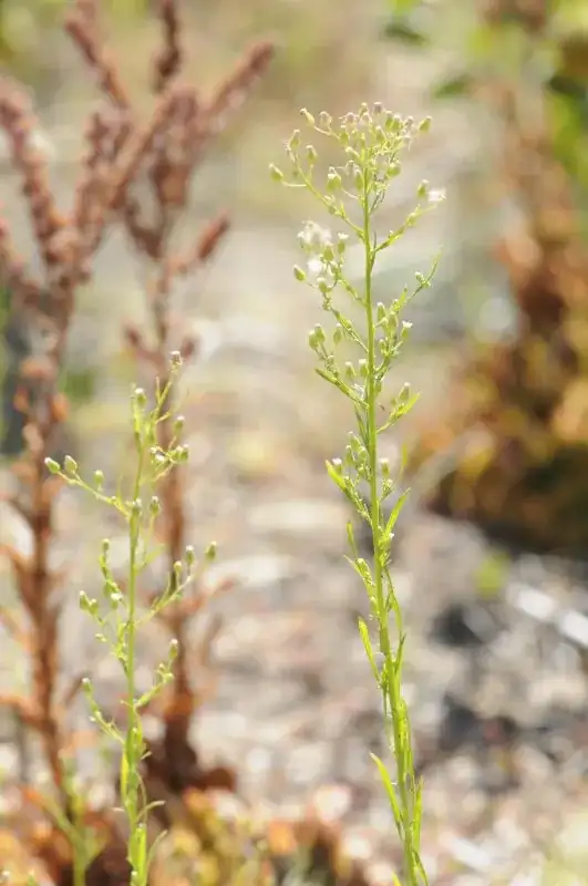 Tall Ground Runner Weed
