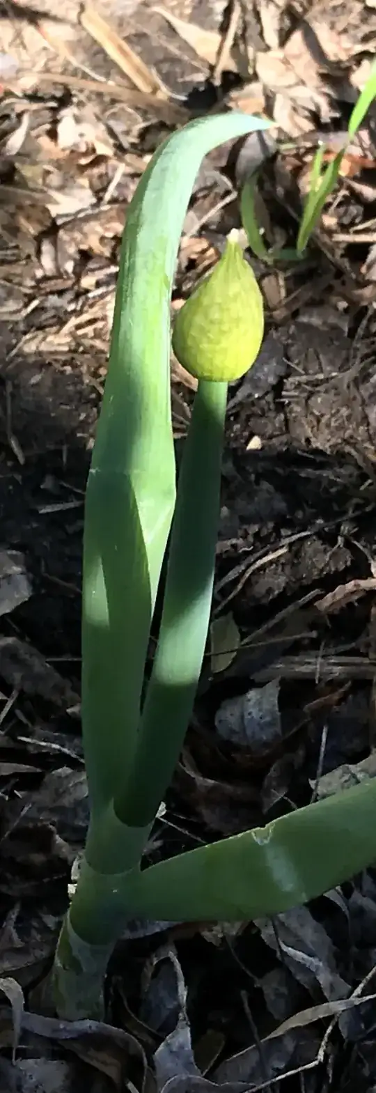 Spring onion with 'bud' like object on top