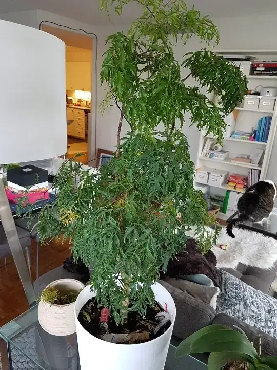 Left side has almost completely dropped