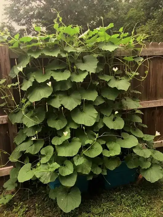 Birdhouse gourd vine and original river cane trellis