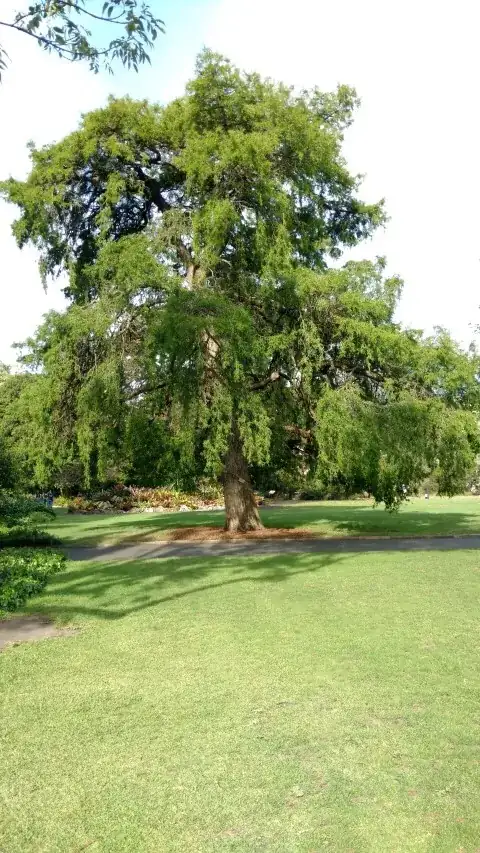 Taxodium mucronatum - image from plantplaces website