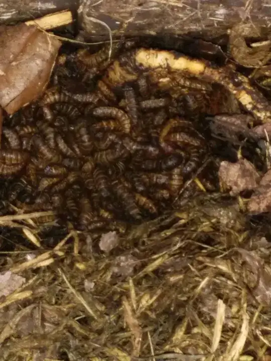 tropical shrub in my office