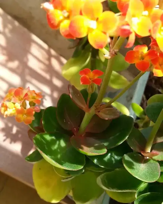 Another jade with bugs on it, and more we can't see beneath the top leaves