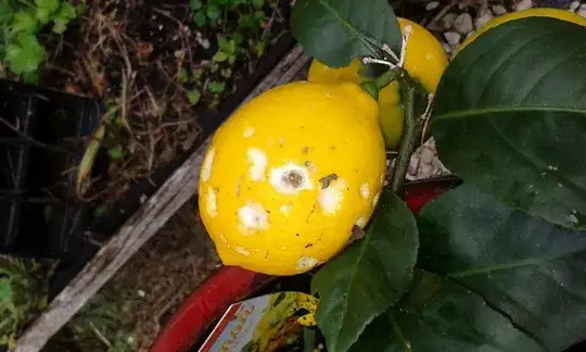 Bulb of mature sized specimen