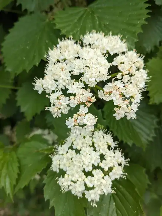 Closeup of the flowers