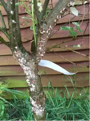 Growth on tree pic 1