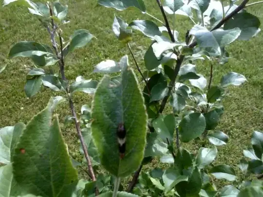 pumice soil after 2 seasons new greenhouse built over