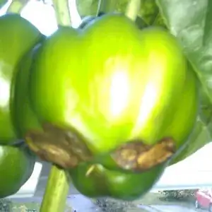 Pepper suffering blossom end rot