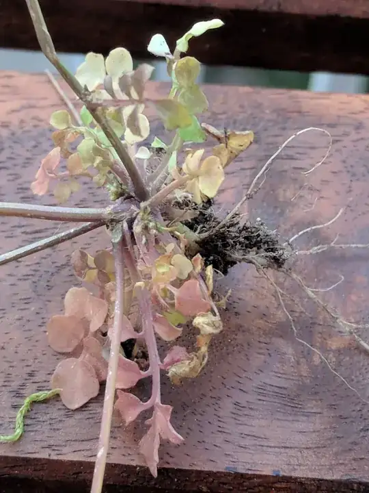 My plants sit on south-facing window sill in the gap between the glass and closed blinds closed (very little air flow)
