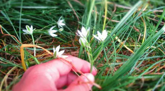 flower-stalk and leaves