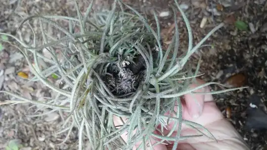 blue flower- Photo by Sharon McGeein