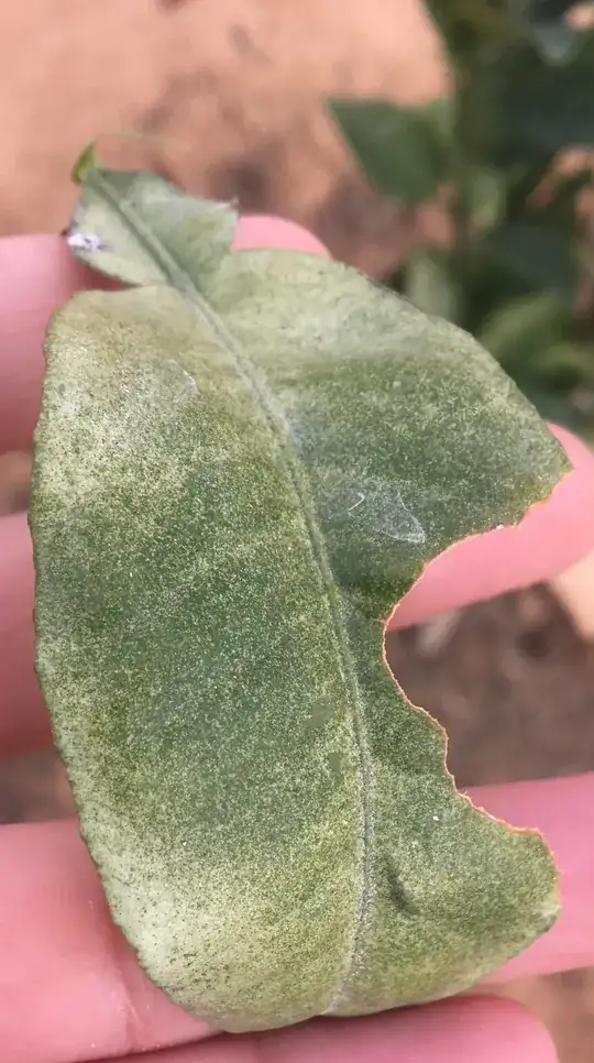 Layout of community garden