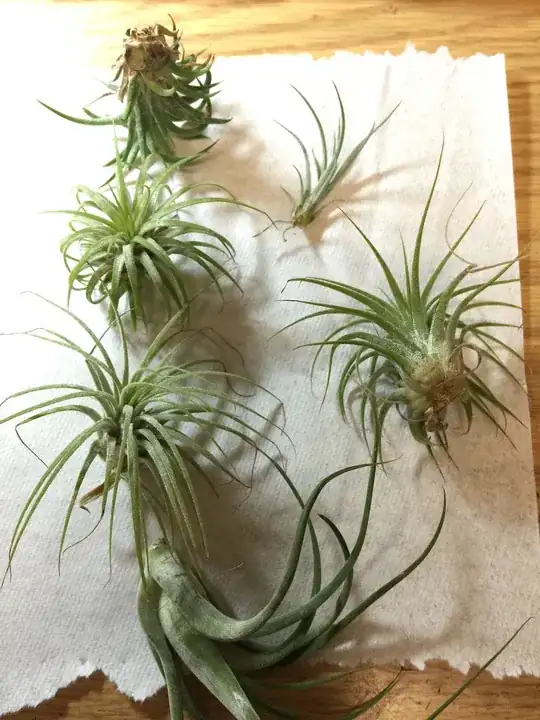 This is a selection of the varieties of Tillandsias that I have.