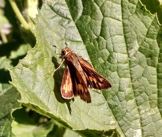 flying insect (moth or butterfly?) on Zucchini plant