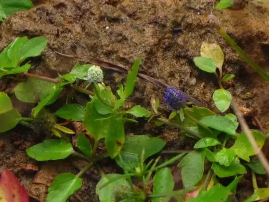 E.prostratum at Rockcliff Farm