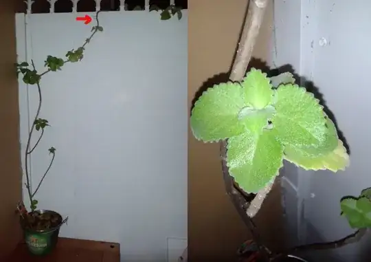 four pictures of the unidentified plant