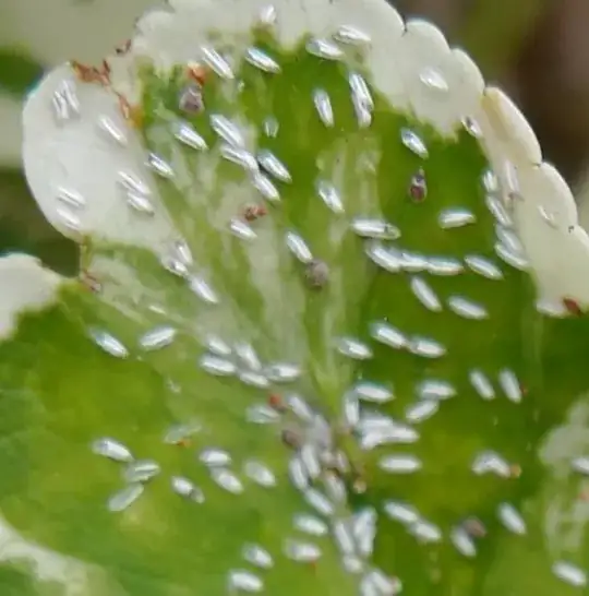 Top of infested leaf