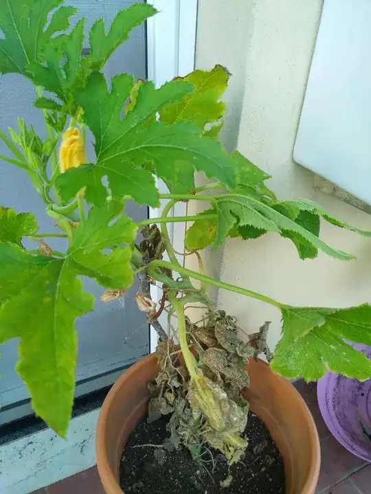 zucchini plant.