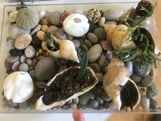 A few more succulents in seashells