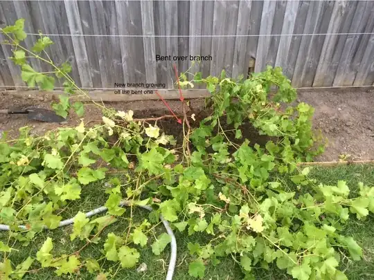 Wide view of the vine