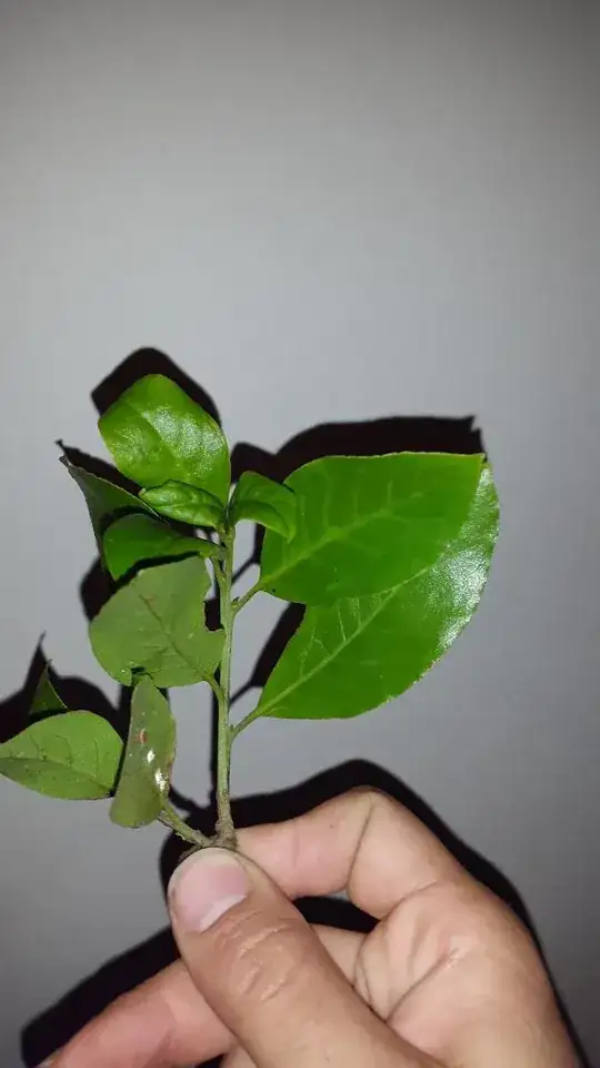 Close up of fresh healthy new shoots showing one or two scale spots just starting