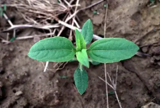 First sprouts from a sunchoke
