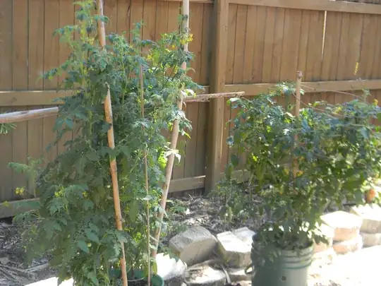 These are some of last winters tomatoes in containers.