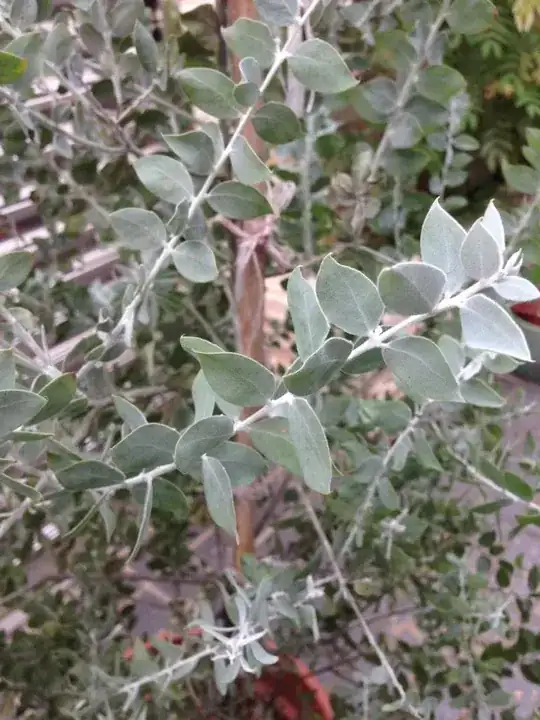 Morning glory with yellow leaves