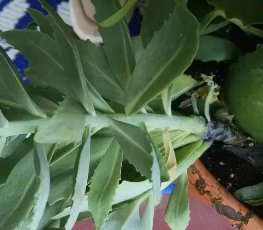 broccoli leaf with grey patches
