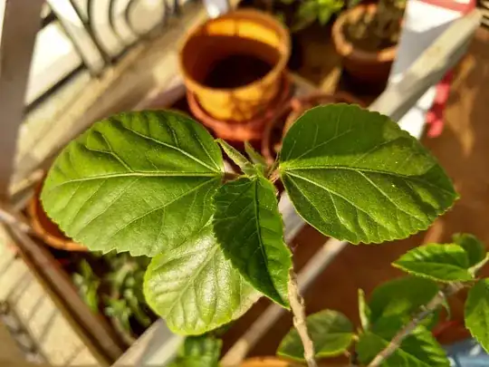 Close-up of new leaves/growth everywhere