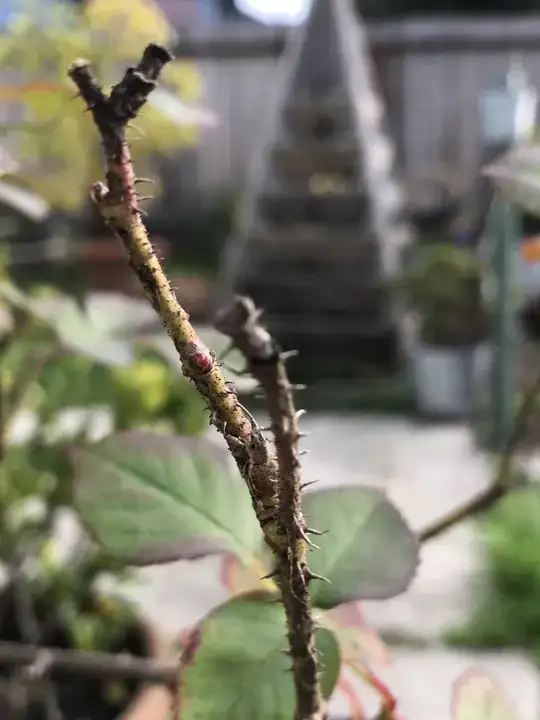 Unidentified Insect on Rose Bush, note no scales present.