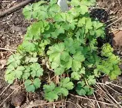blue flower- Photo by Sharon McGeein