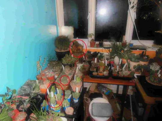 See one of the old guys clearly dying/dead and my precious Euphorbia Obesa beginning to bolt